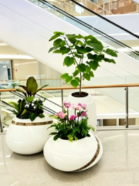 江北花木租赁效果-鄞州室内植物出租价格-慈溪绿化养护市场发展-杭州湾花木租摆活动